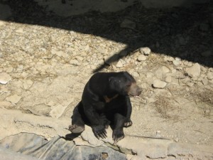 The Sun Bear - Best Animal at the Canberra National Zoo.