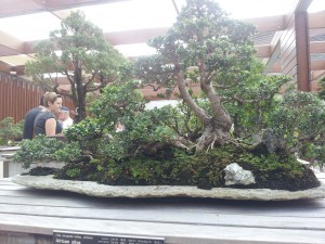 A 27-year-old Bonsai is just one of the National Arboretum's spectacles on display.