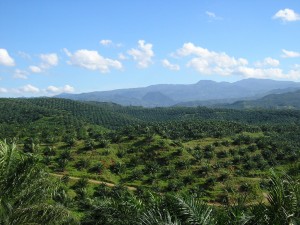 Millions of hectares of rainforest have been destroyed to make way for the plantations Image Credit: Wikimedia Commons