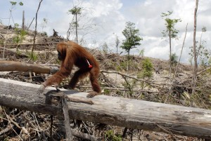 Say NO to uncertified palm oil thumbnail