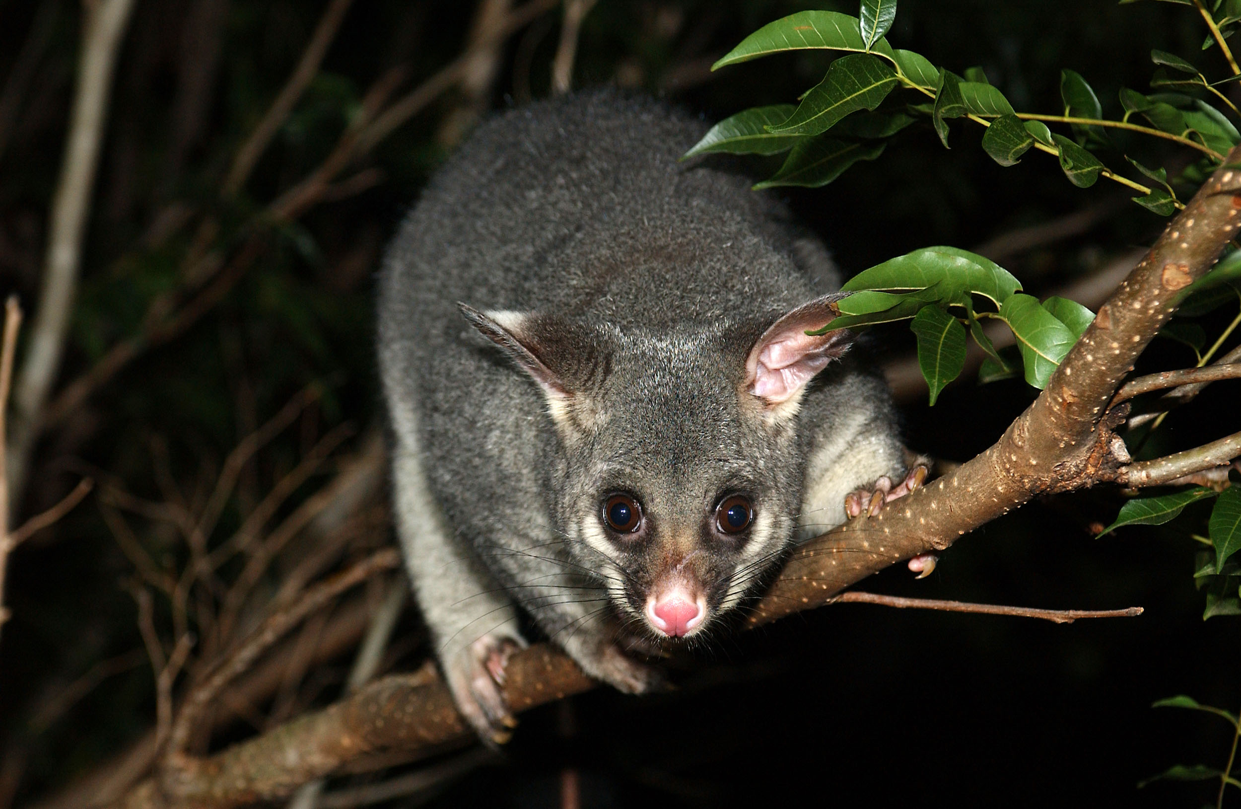 Possums In Canberra NowUC