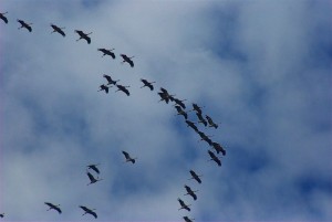 800px-Grus_grus_-migrating_north-6a