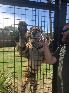 Tiger Encounter at The National Zoo & Aquarium thumbnail