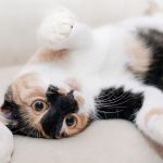 Things To Consider Before Adopting A Pet thumbnail