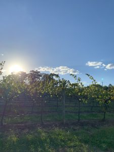 A Weekend Away: The Hunter Valley thumbnail