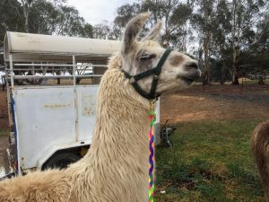 A Sunday Morning Experience with Alpacas and Llamas thumbnail