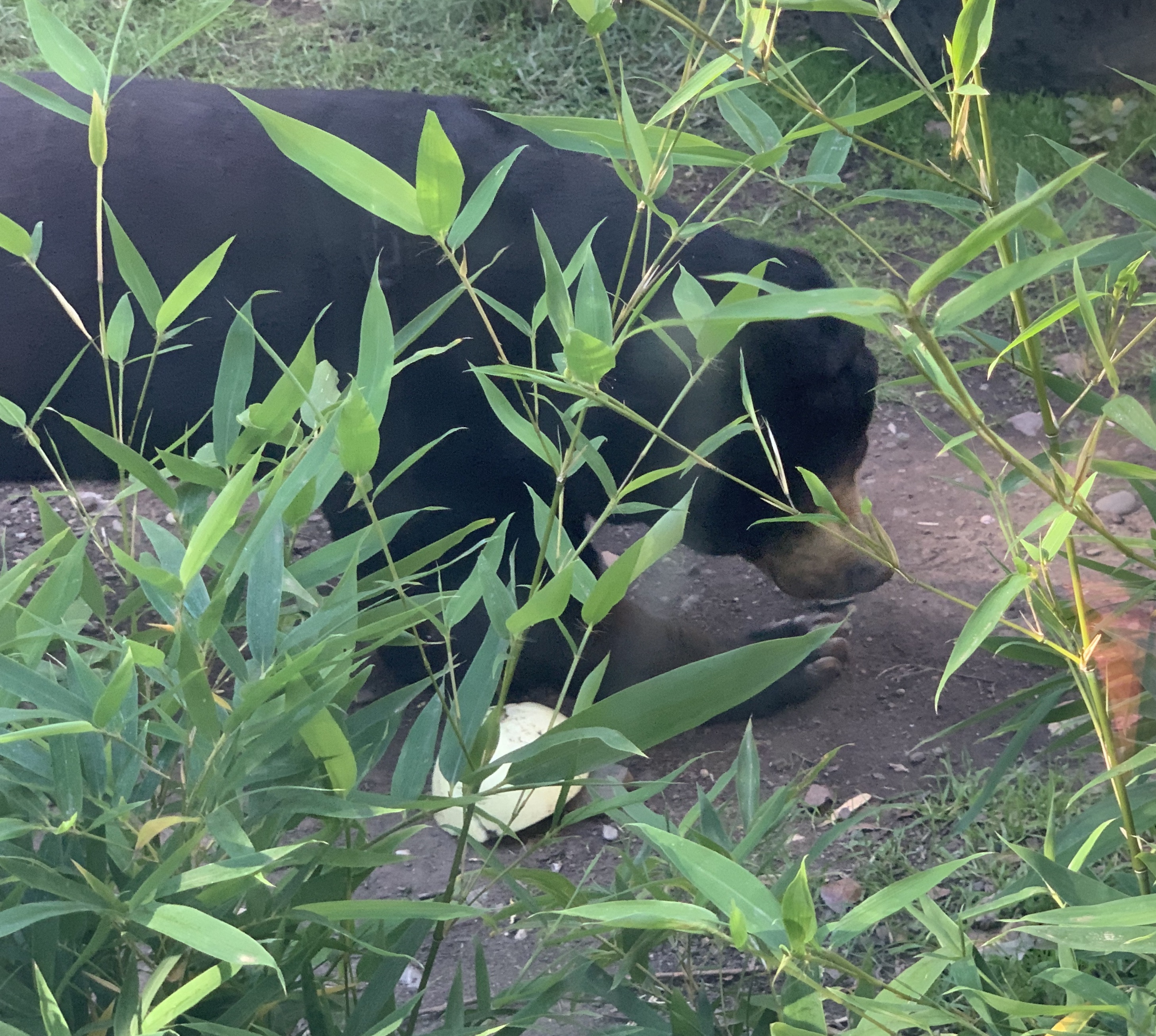 Sun Bear Encounter at the National Zoo & Aquarium – NowUC
